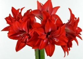 hippeastrum Double Delicious (1)